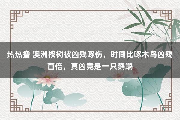 热热撸 澳洲桉树被凶残啄伤，时间比啄木鸟凶残百倍，真凶竟是一只鹦鹉