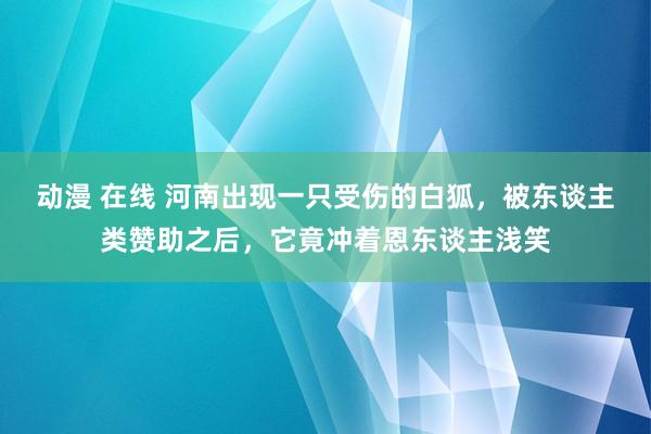 动漫 在线 河南出现一只受伤的白狐，被东谈主类赞助之后，它竟